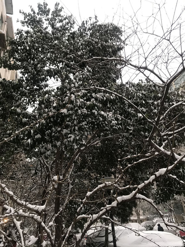 Snow-SANCAI